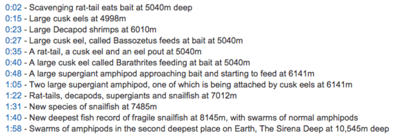 Illustration for article titled How We Found The World's Deepest Fish – And Why We Must Keep Exploring